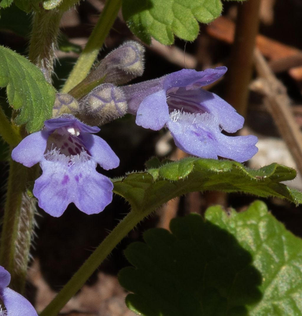 Lamiaceae: Glechoma cfr. herbacea